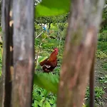 Matheishof Inkl. Chiemgaukarte Vakantieboerderij